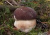 hřib borový (Houby), Boletus pinophilus, (Fungi)